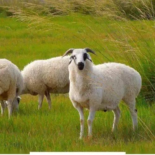 绿之鲜肉业锡林浩特市