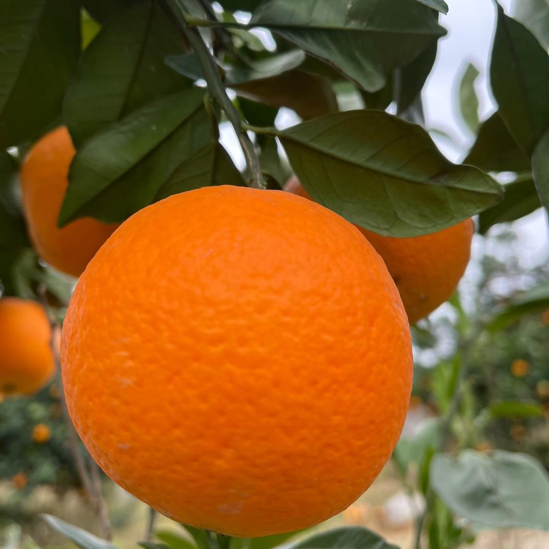 鑫隆家庭农场（湖南邵阳纽荷尔脐橙）