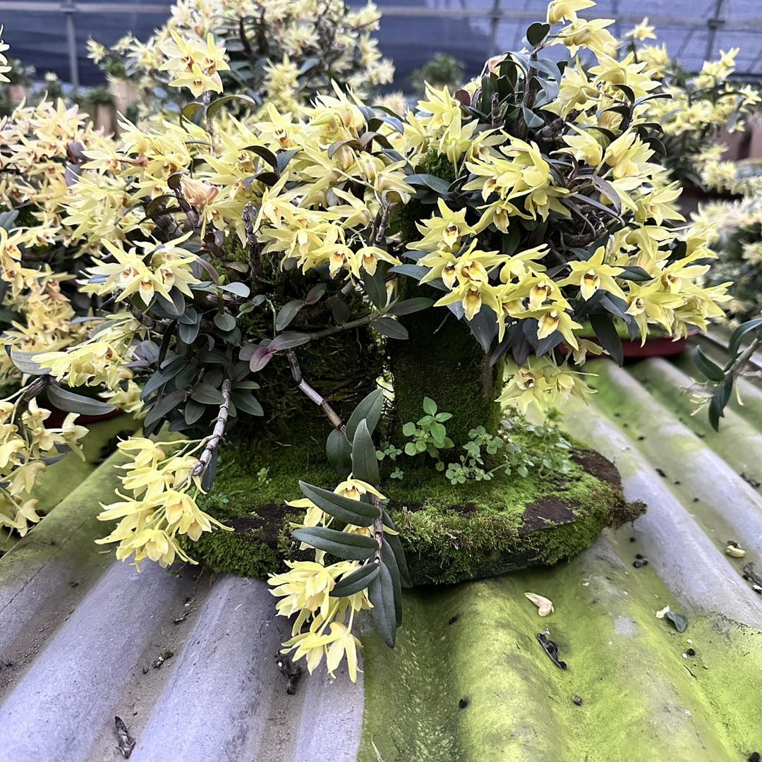 小花朵铁皮石斛