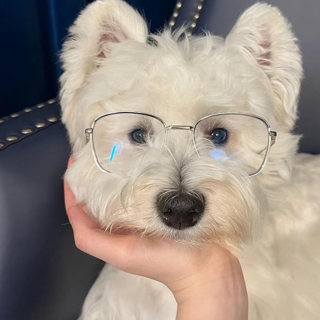 元族格佳五推广号