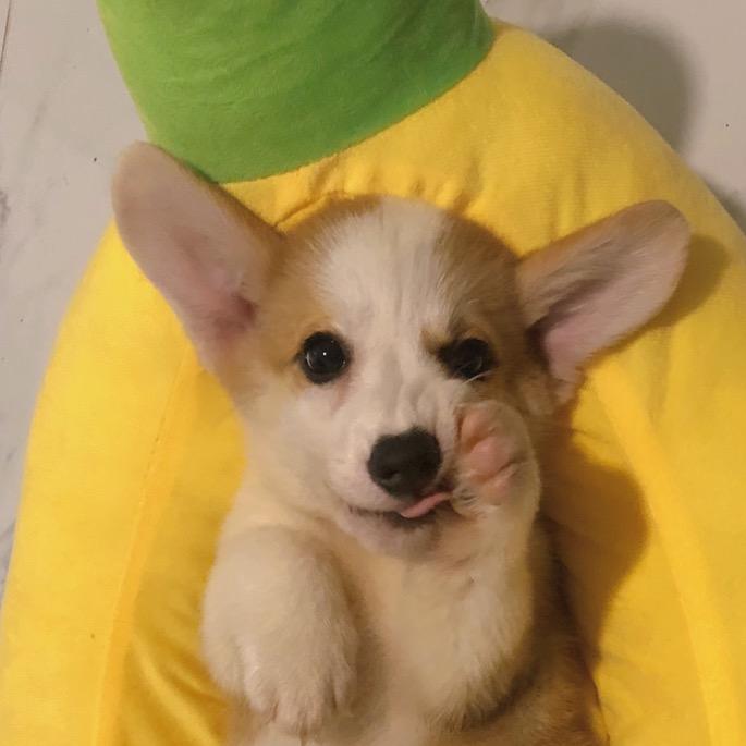 胖虎是只小奶狗