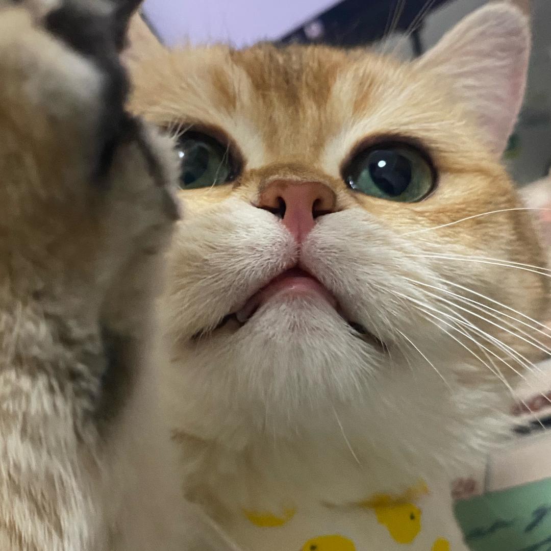 薯条脑袋