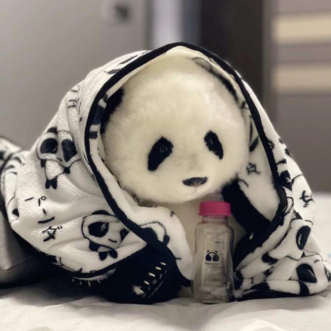 熊猫小姐🐼