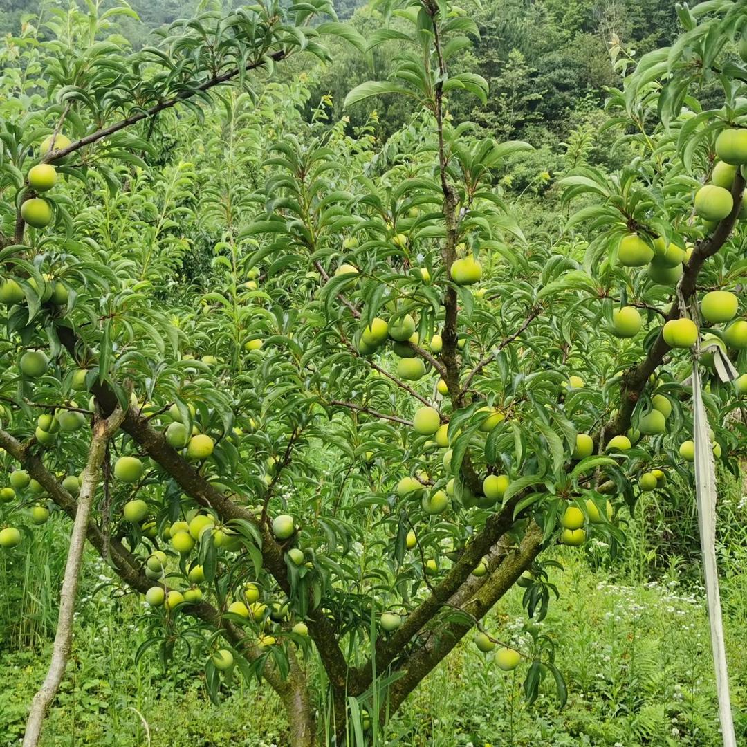 贵州宁度农业，弄袍母树村蜂糖李果树苗