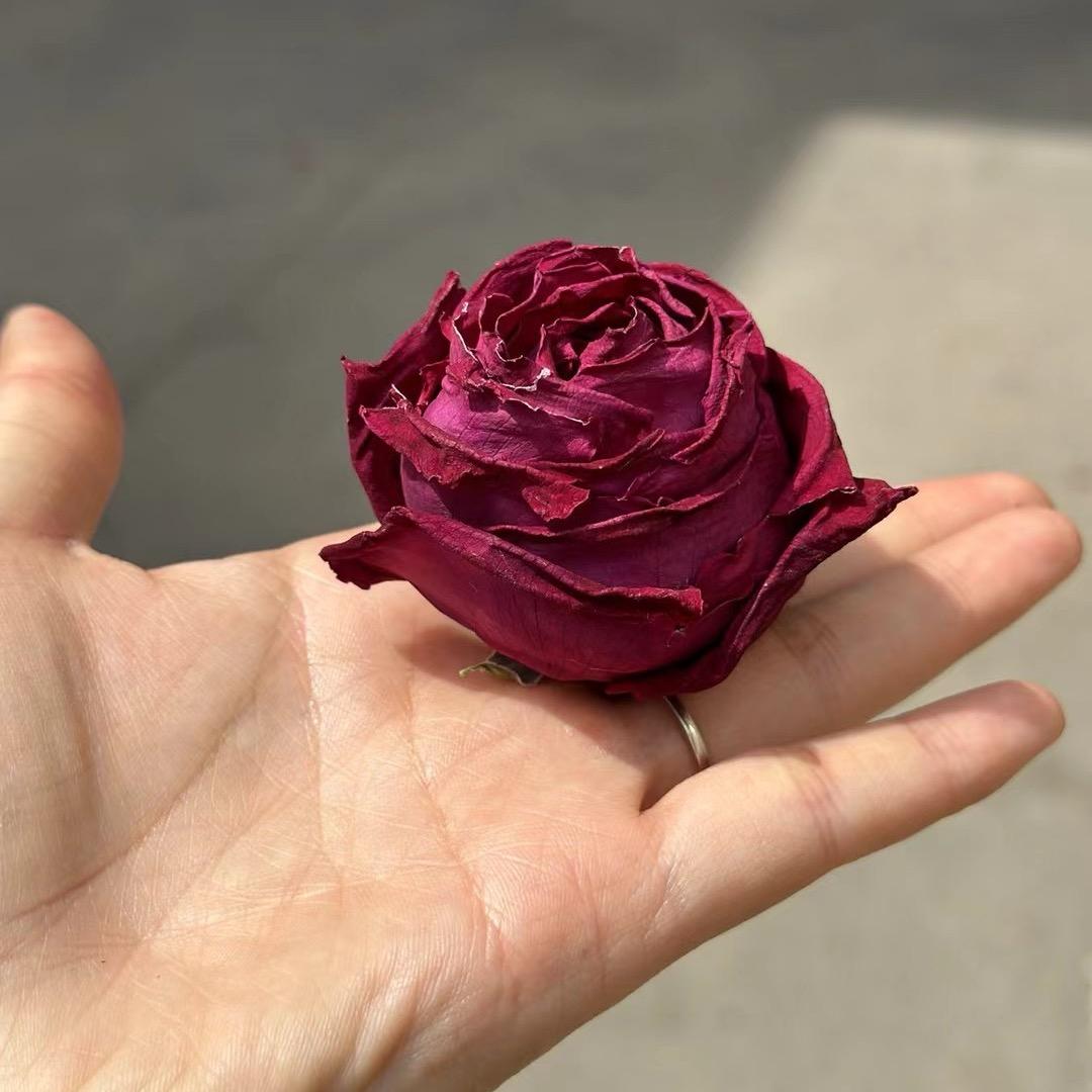 墨红玫瑰花茶季