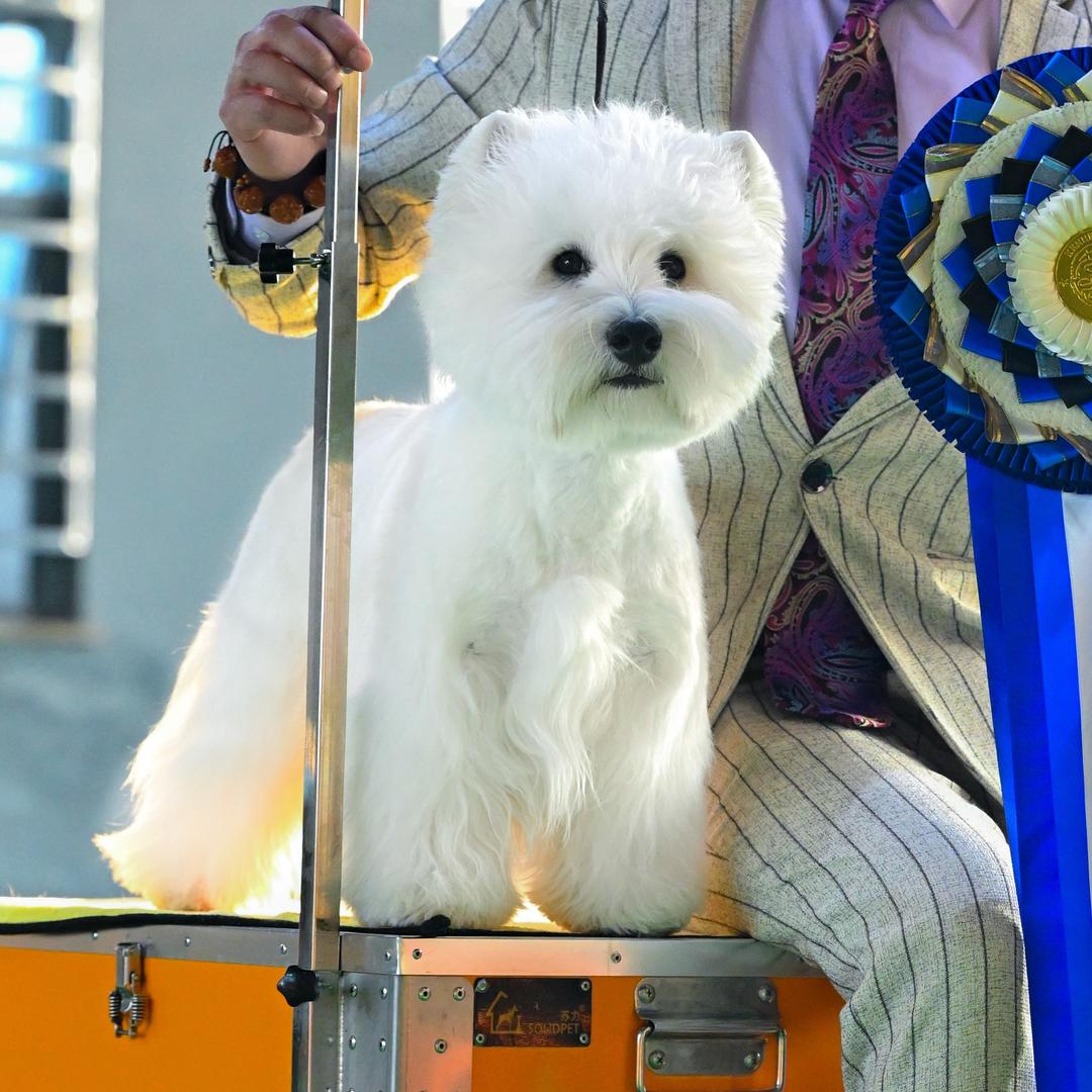 温莎王国西高地犬舍Mr Dai