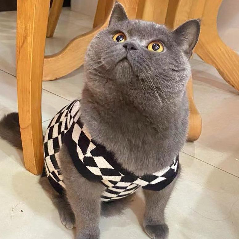 懒猫叫旺仔喵🐱