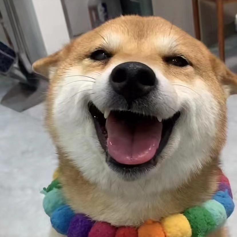 小柴佩奇