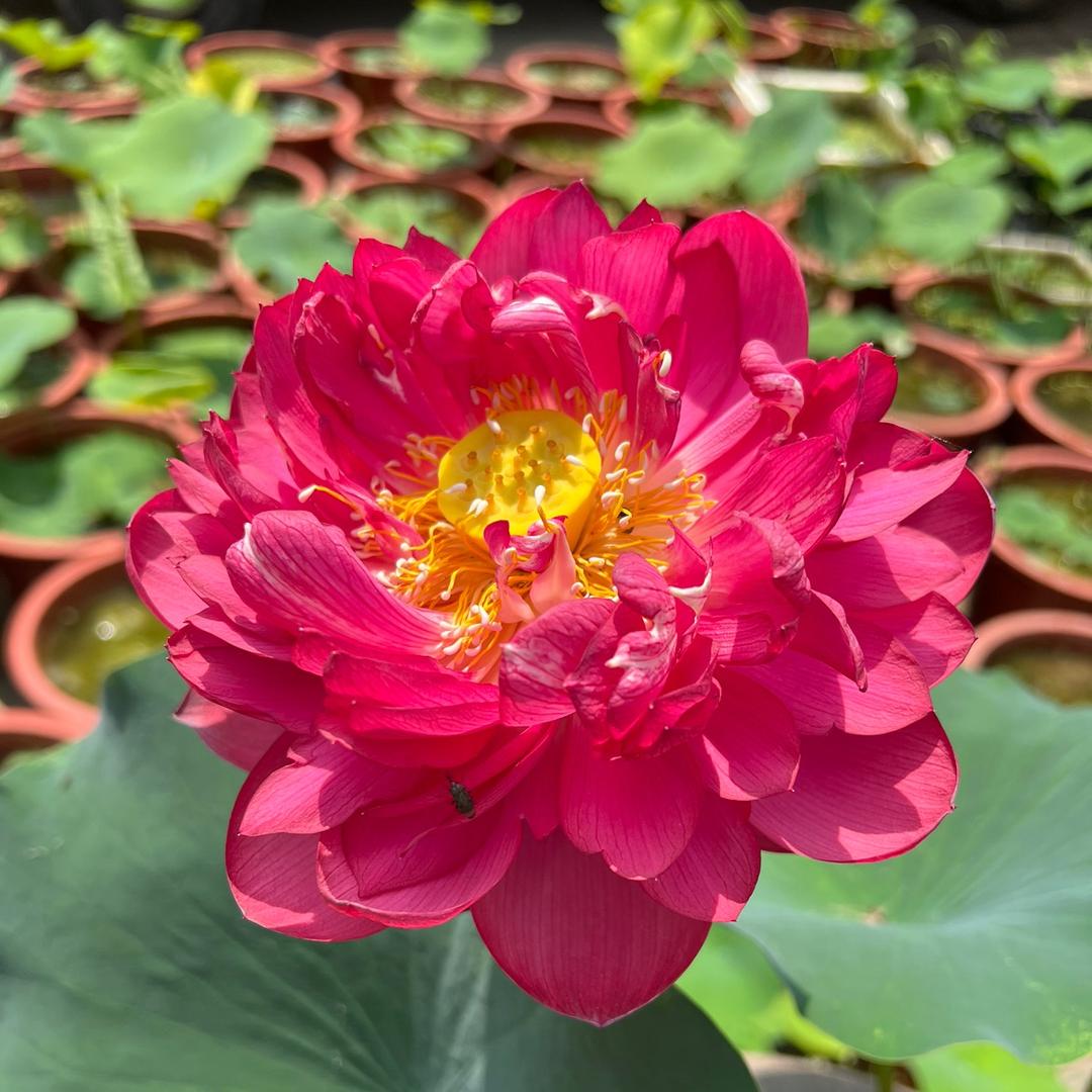 宇之美苗木园艺场的小店