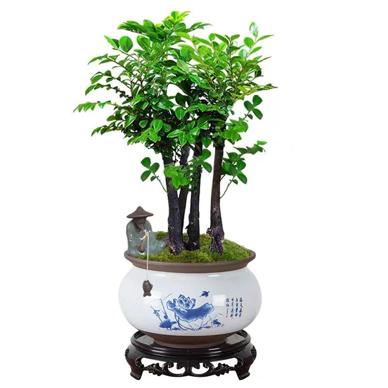 菩信紫檀