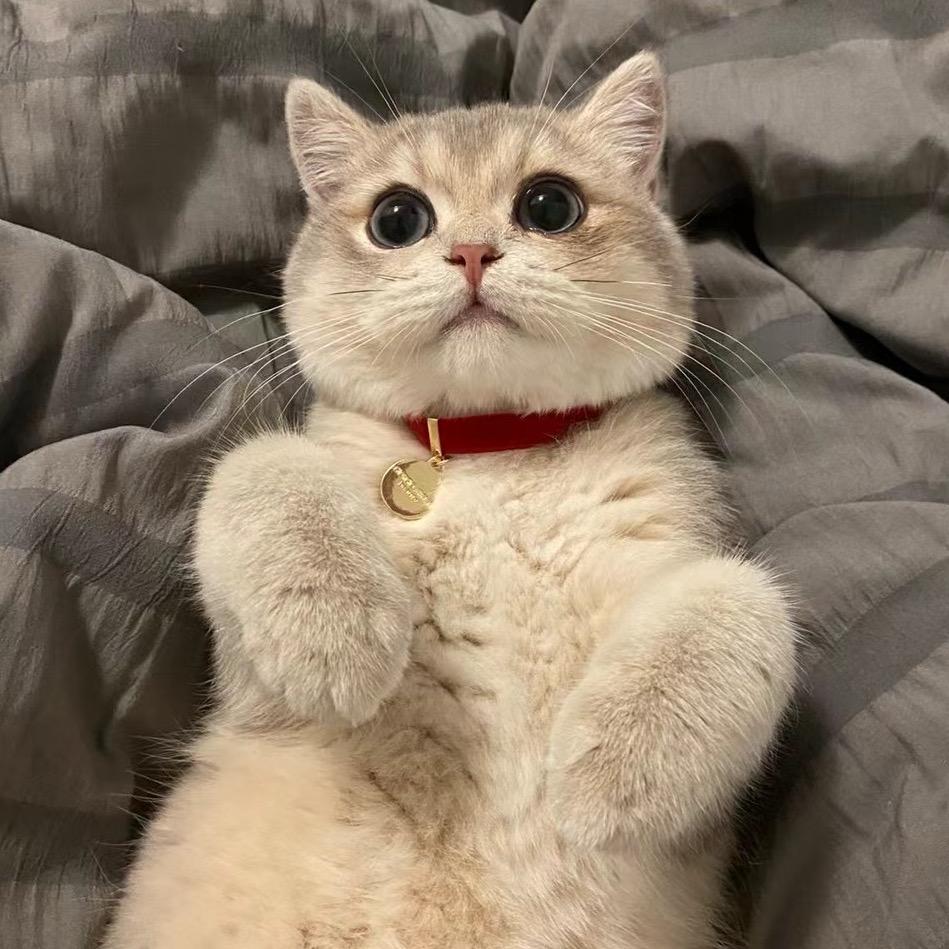 粽子是只猫