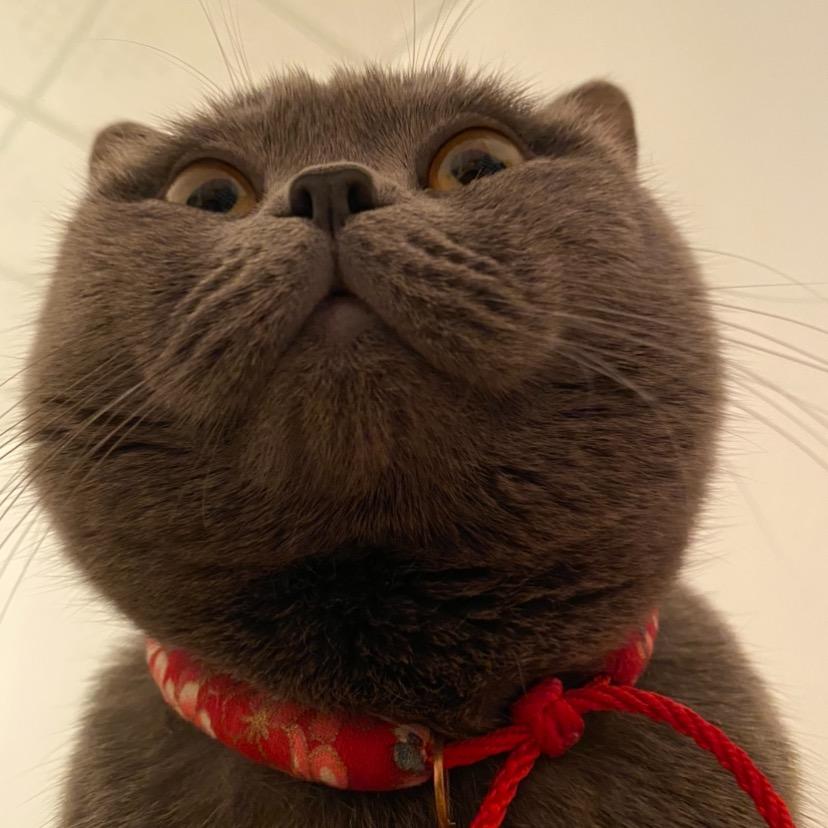 七七丫