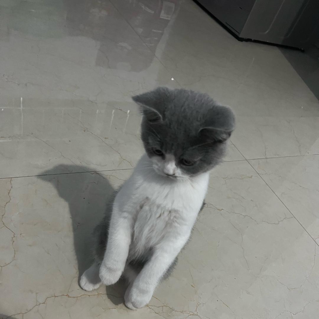 懒