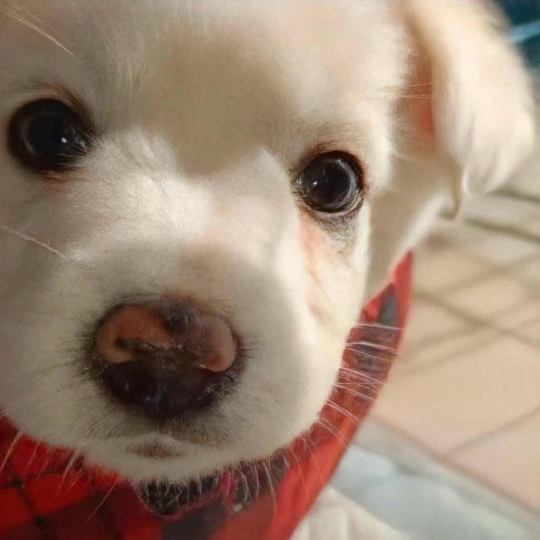 狗