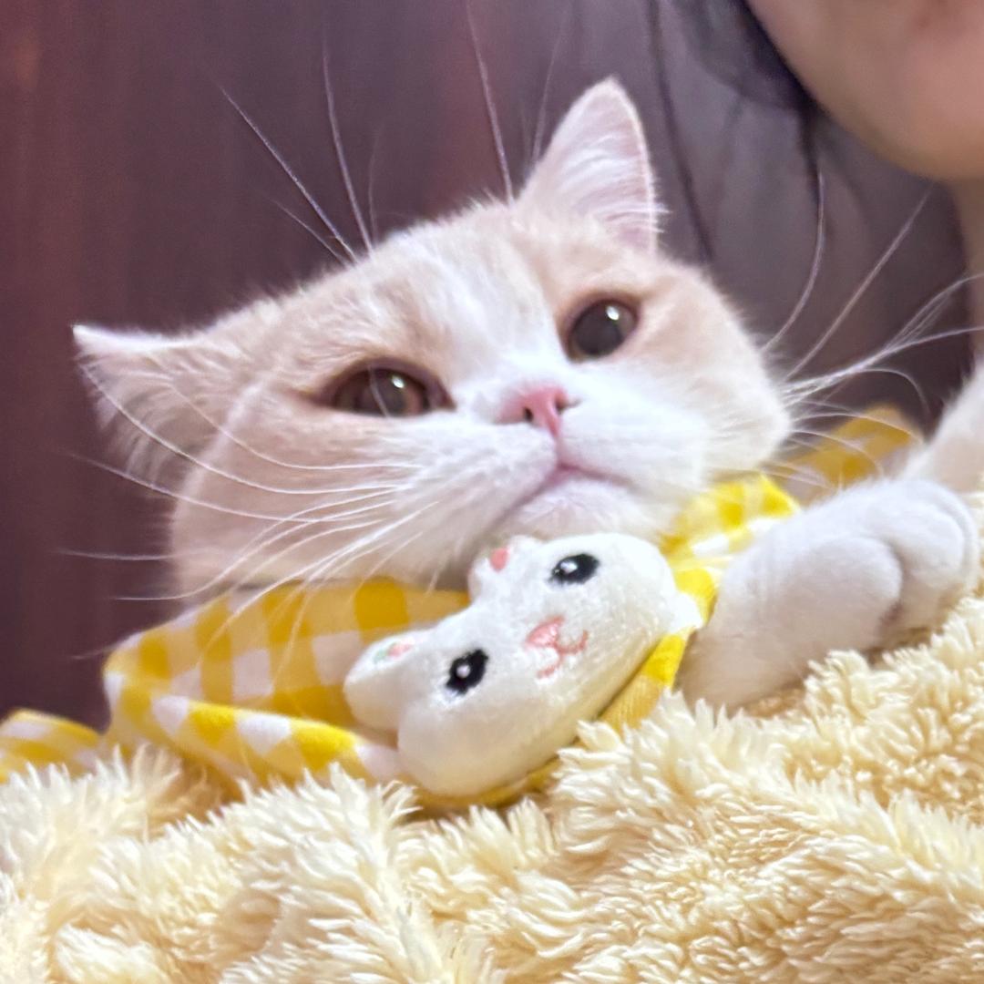KittyNiannian