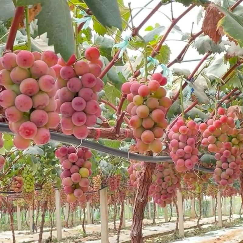小霖种葡萄🍇