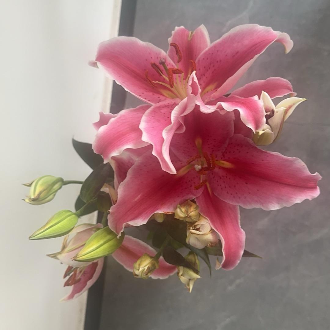 花开富贵-