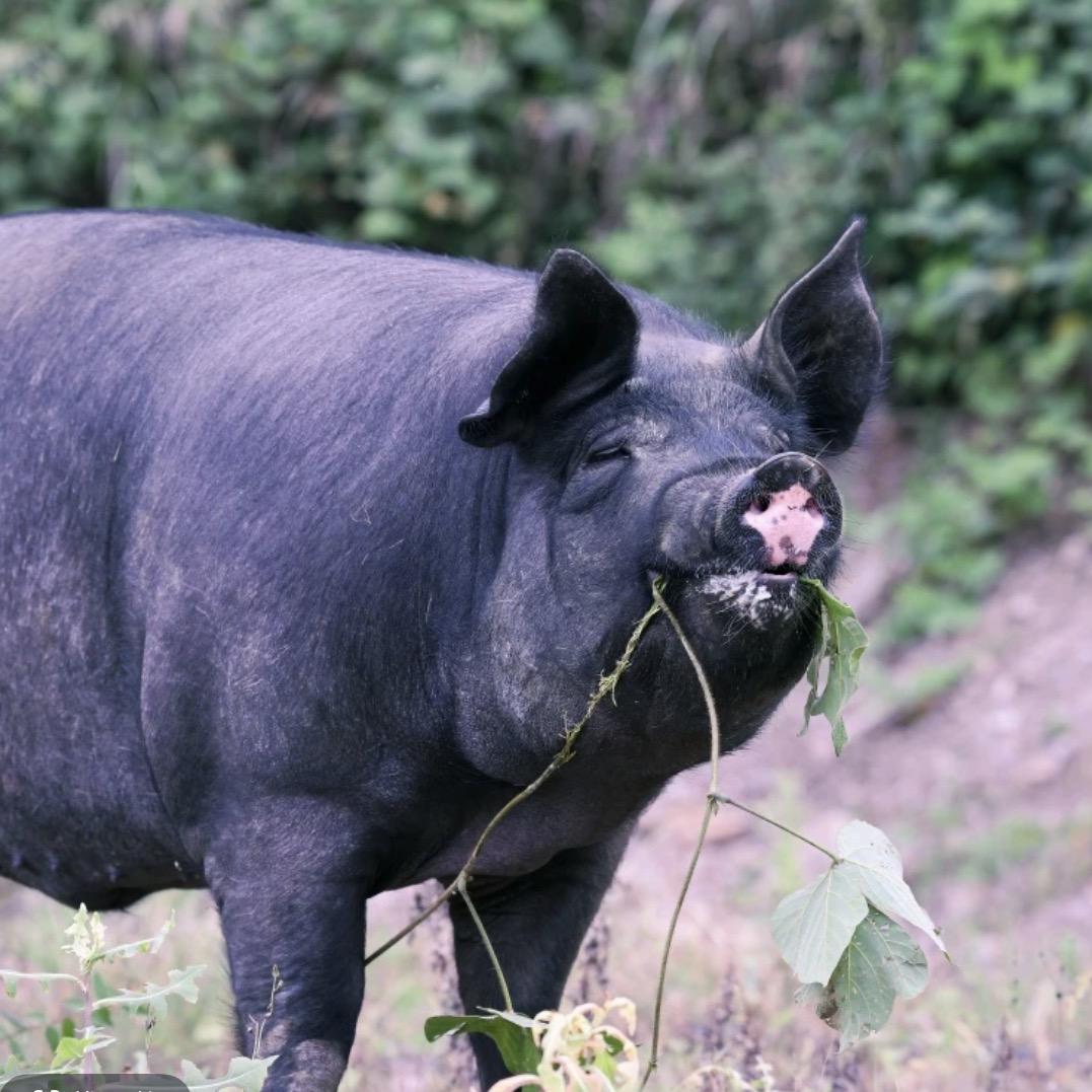 西南2号黑猪肉