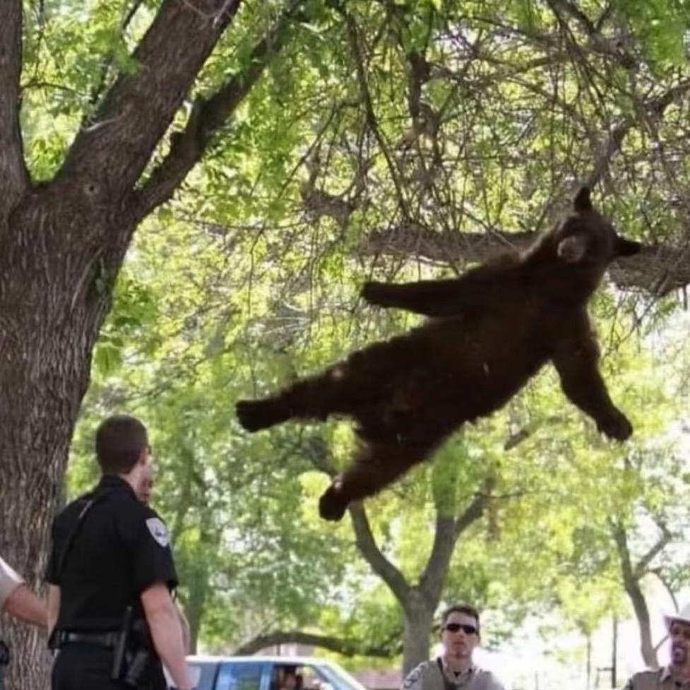 被马铃薯砸昏头