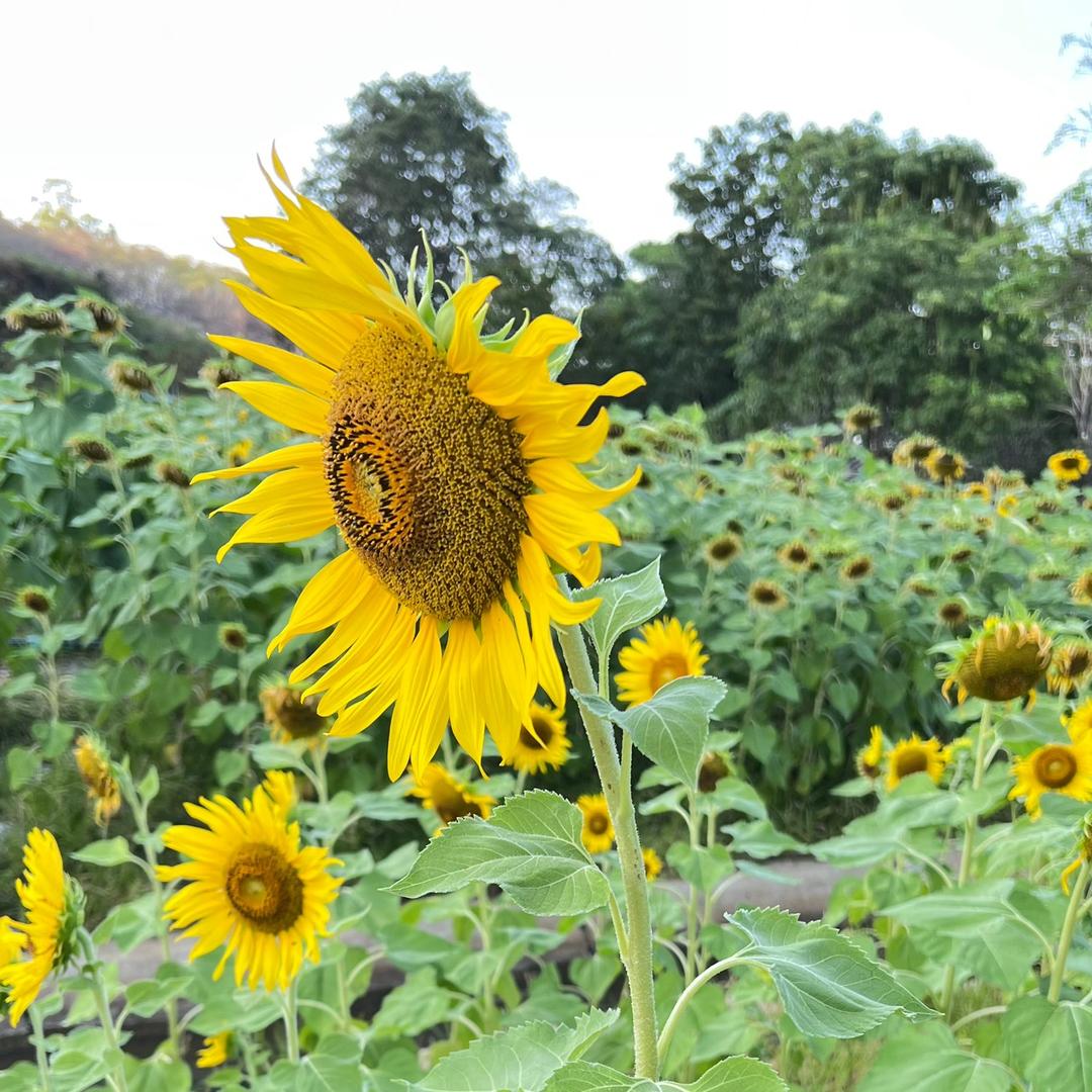 น้ำเพชร"