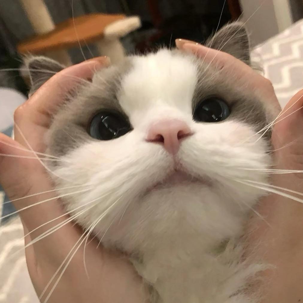 元🫥