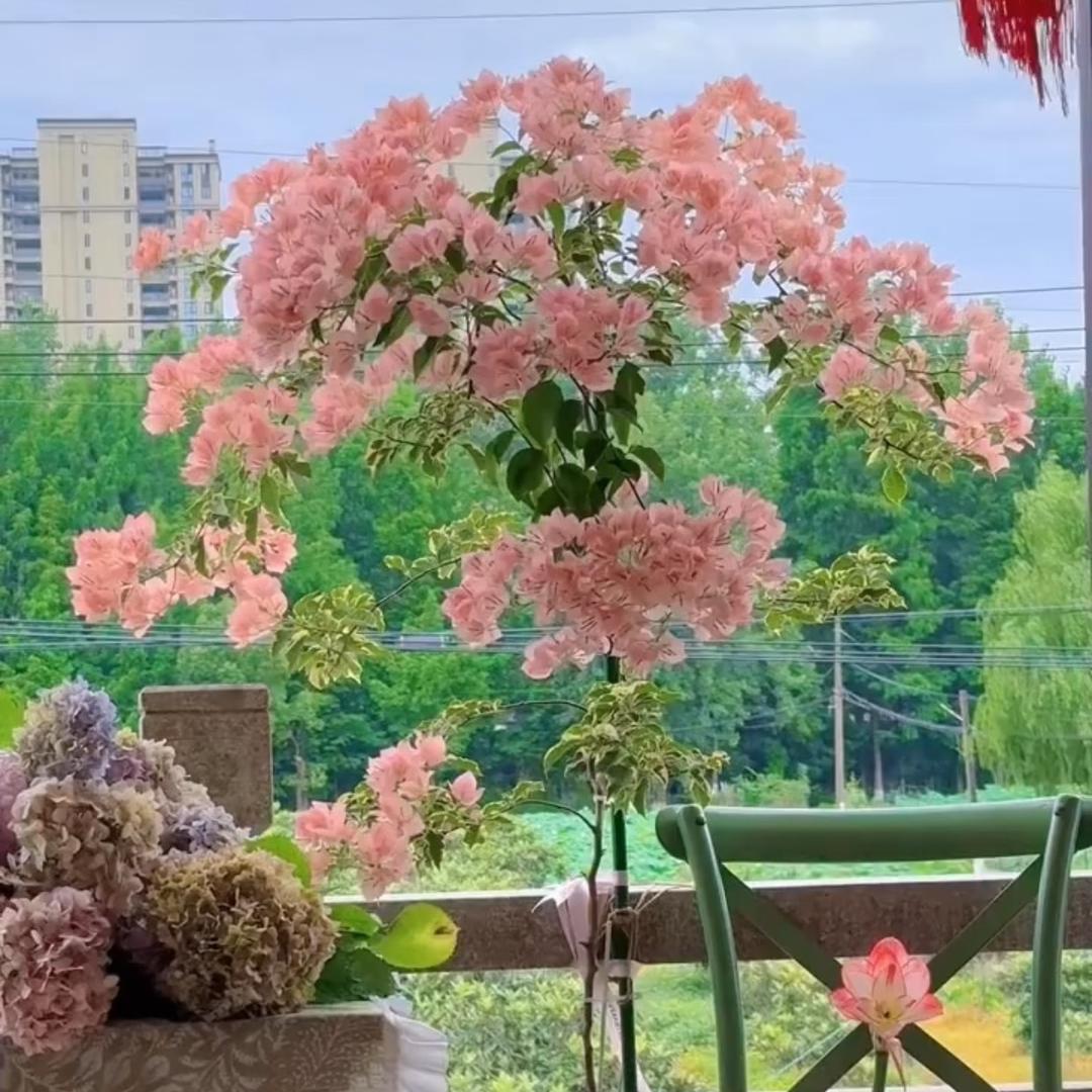 百花村三角梅批发基地