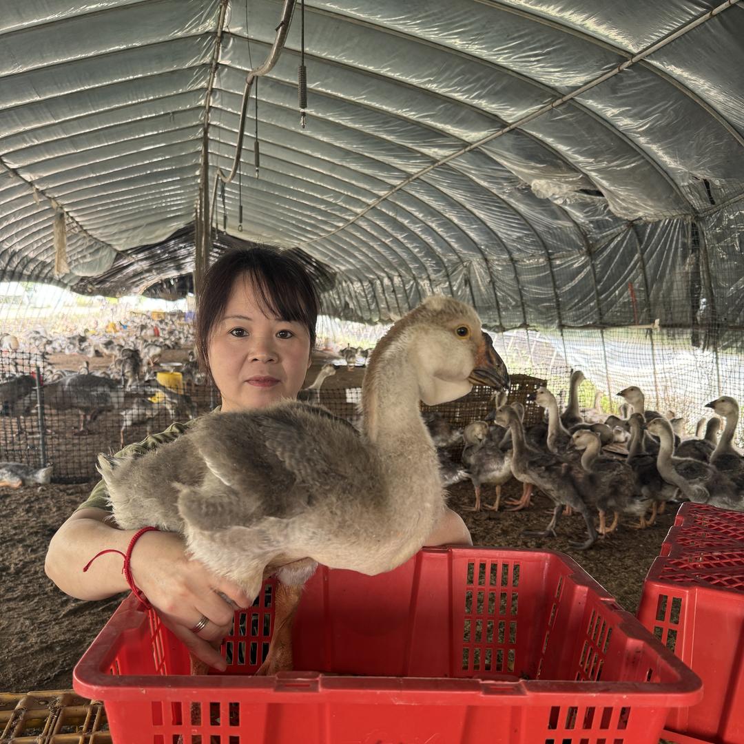 阿紫种苗