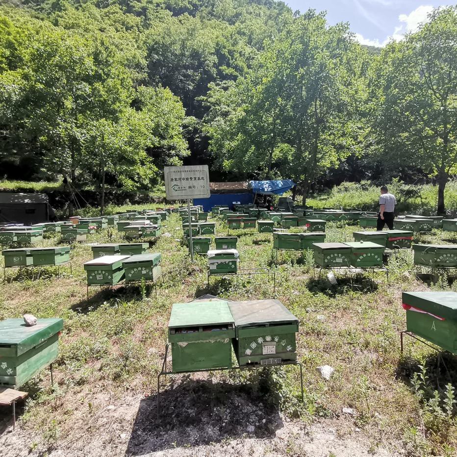 时代养蜂人