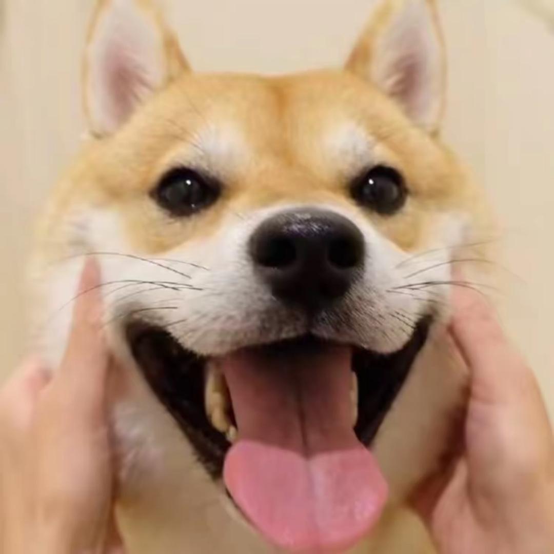 老K犬业