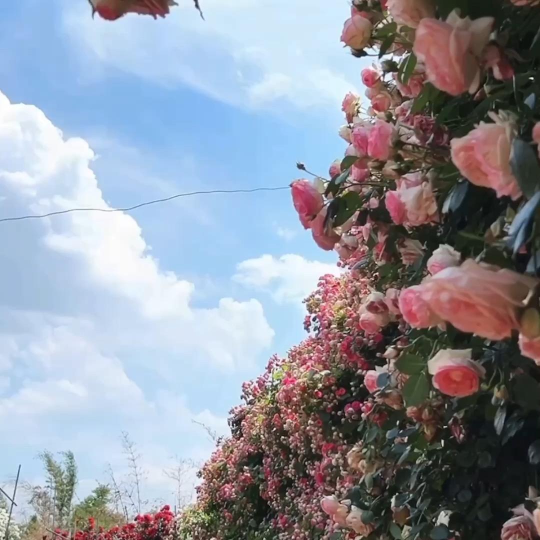 77