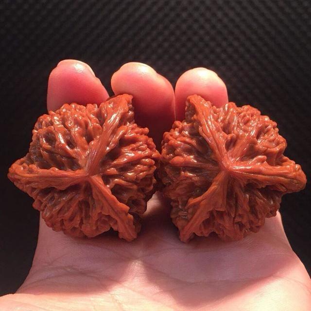 三棱四棱麻核桃