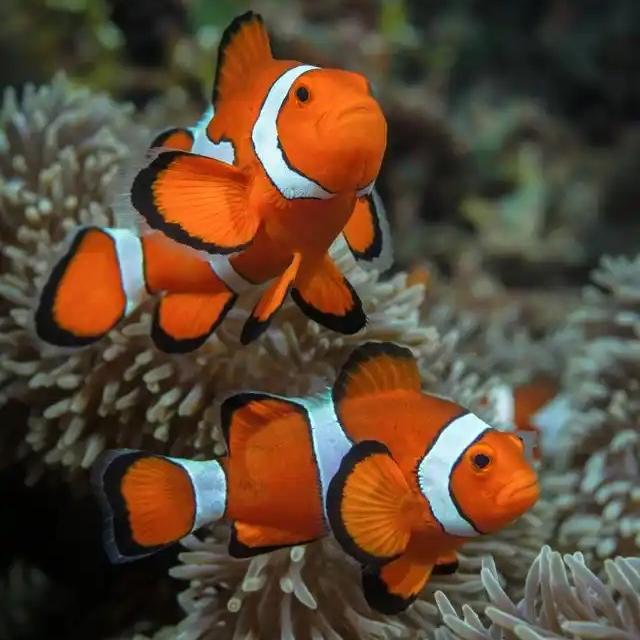 四五六水族店