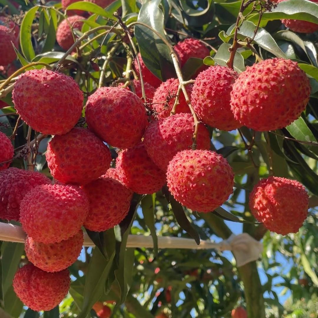 阿荔阿枝（粤天香）