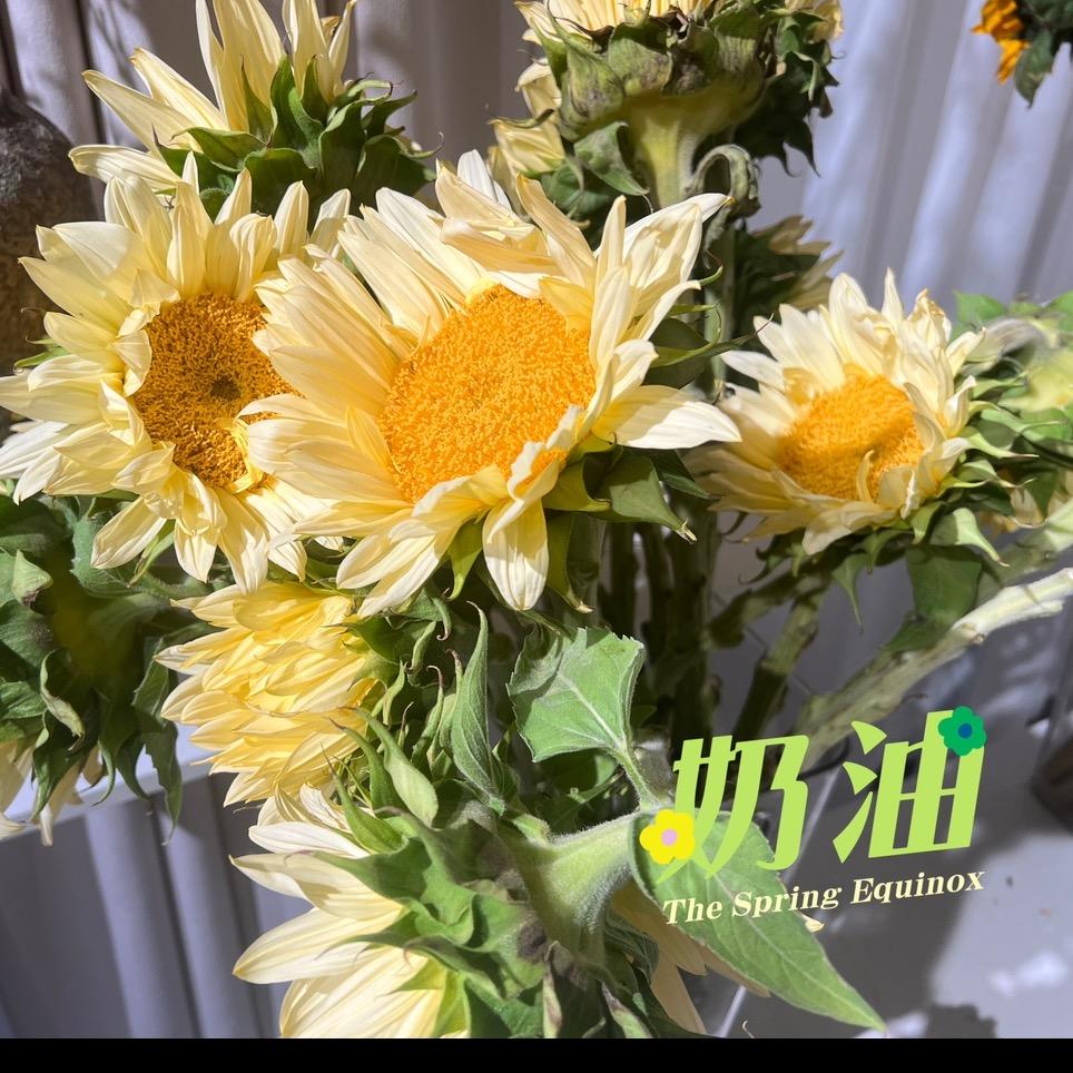 3号花坊寸寸金