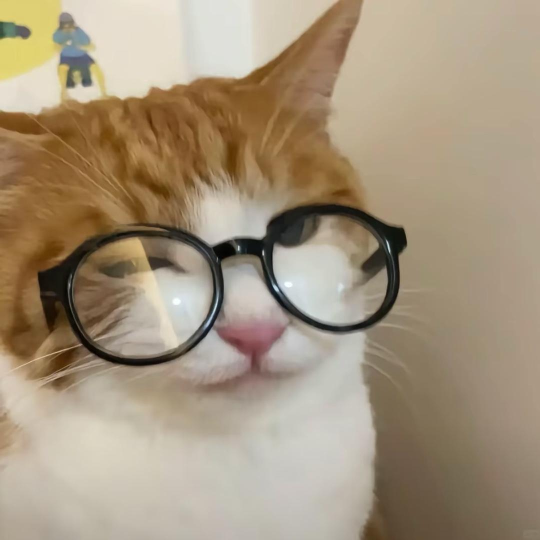 有点猫
