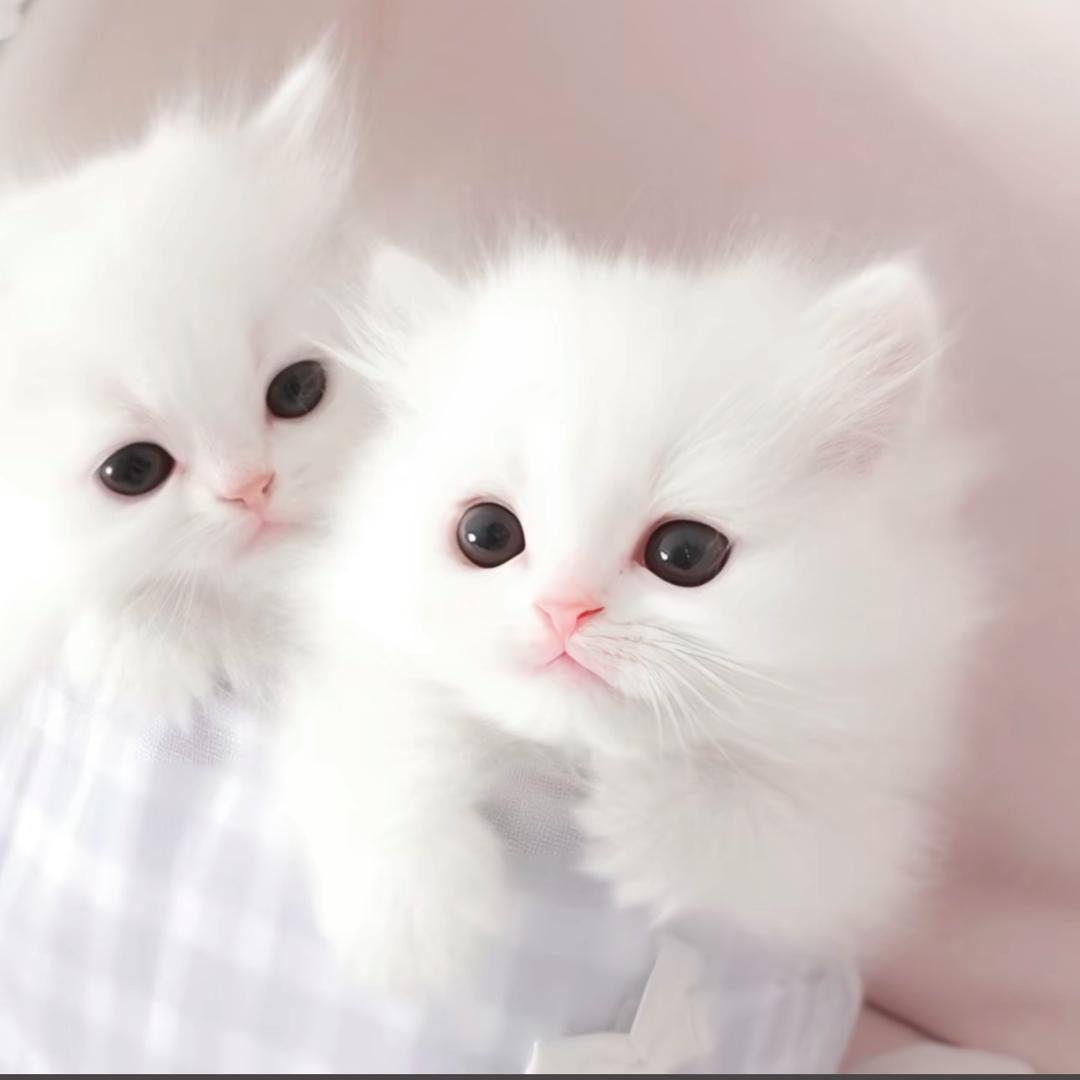 全世界最最幸福的小孩