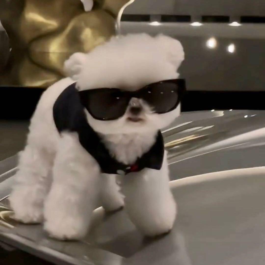 小笨狗🐶
