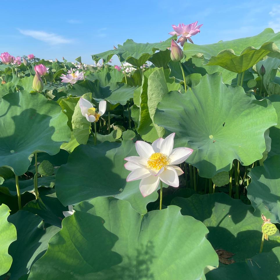 有钱要买电动车