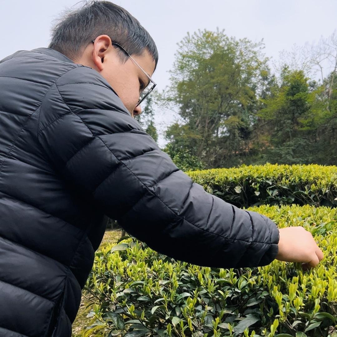 小陆好茶