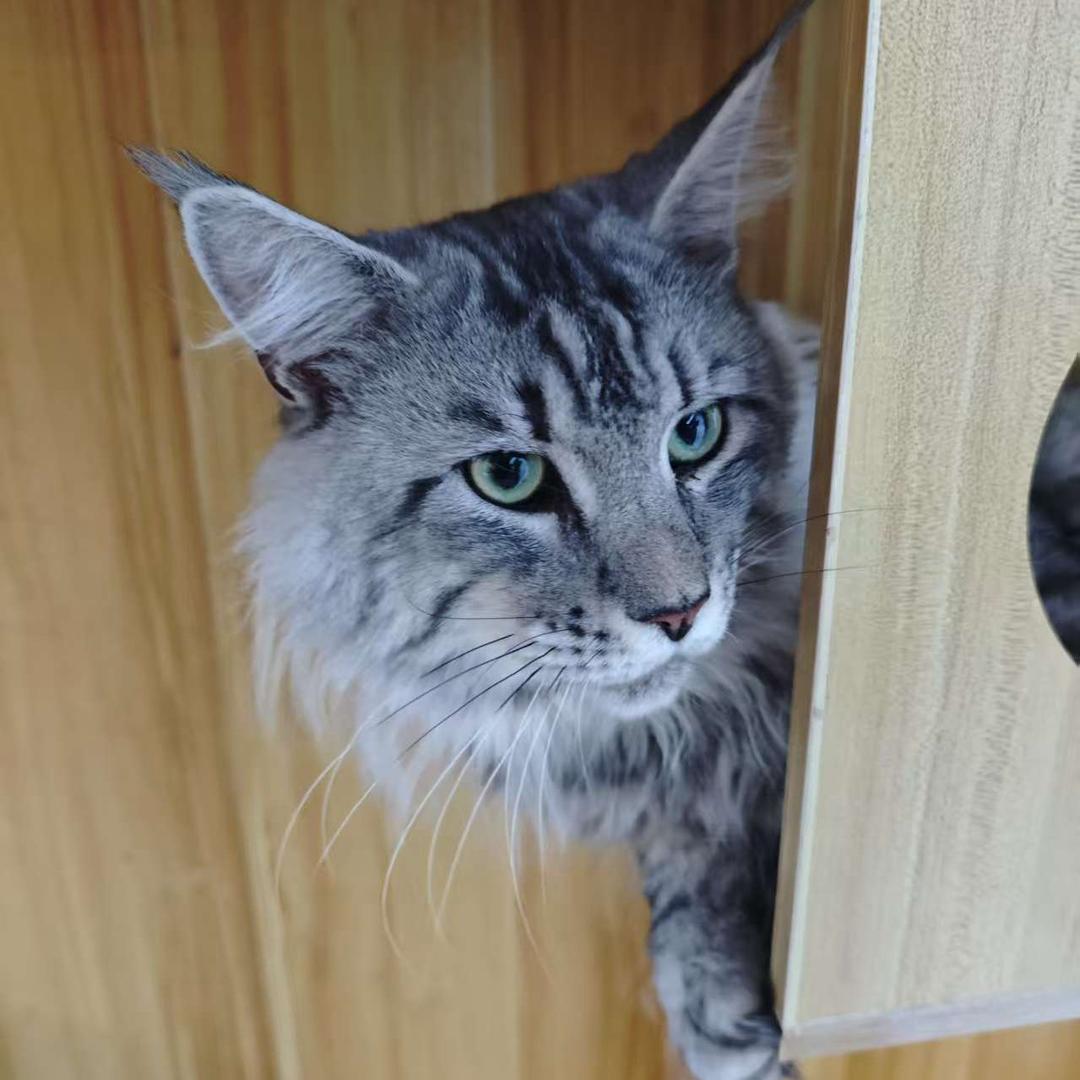猫毛过敏的小猫