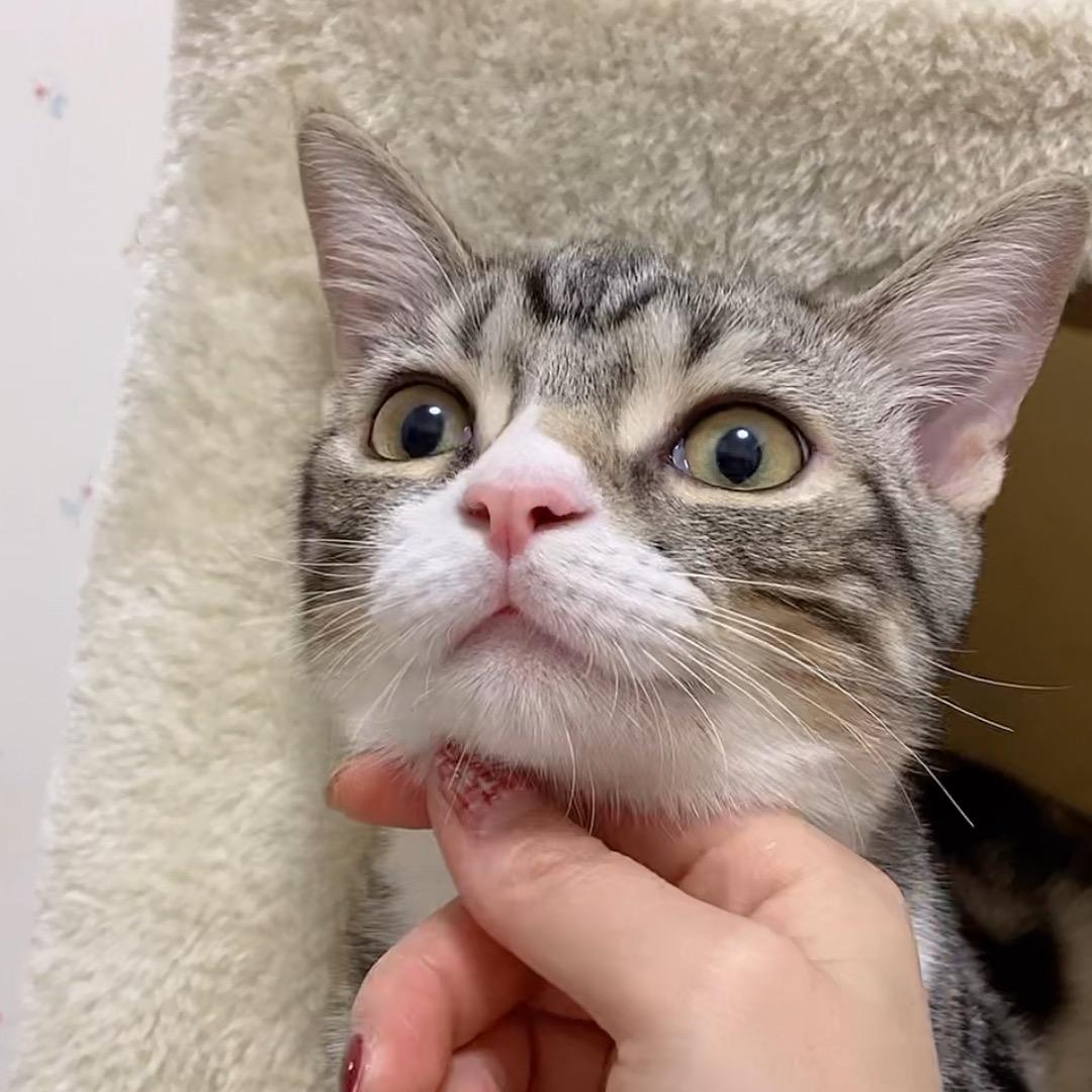 猫奴小陈