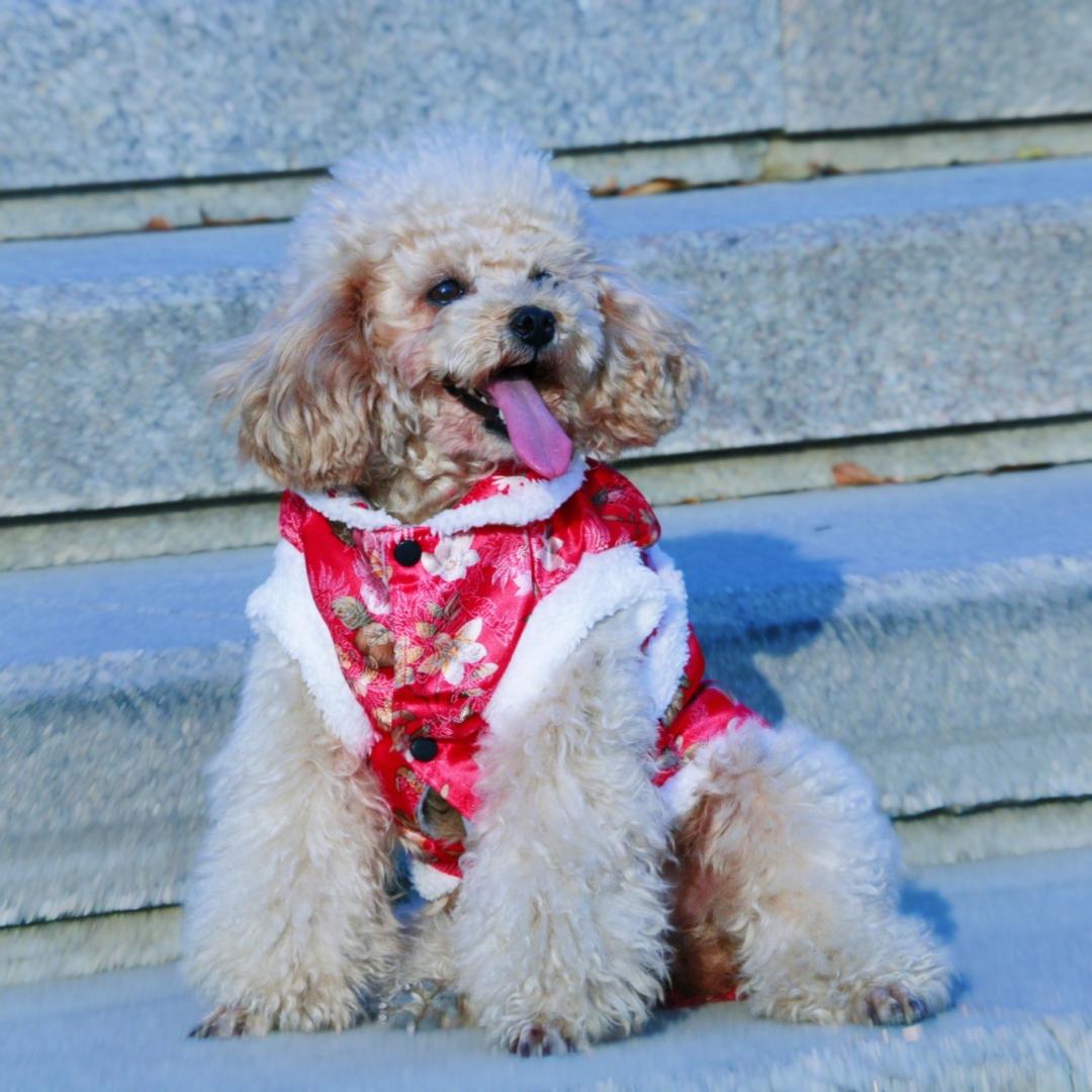 @1.（见过邓紫棋版.）