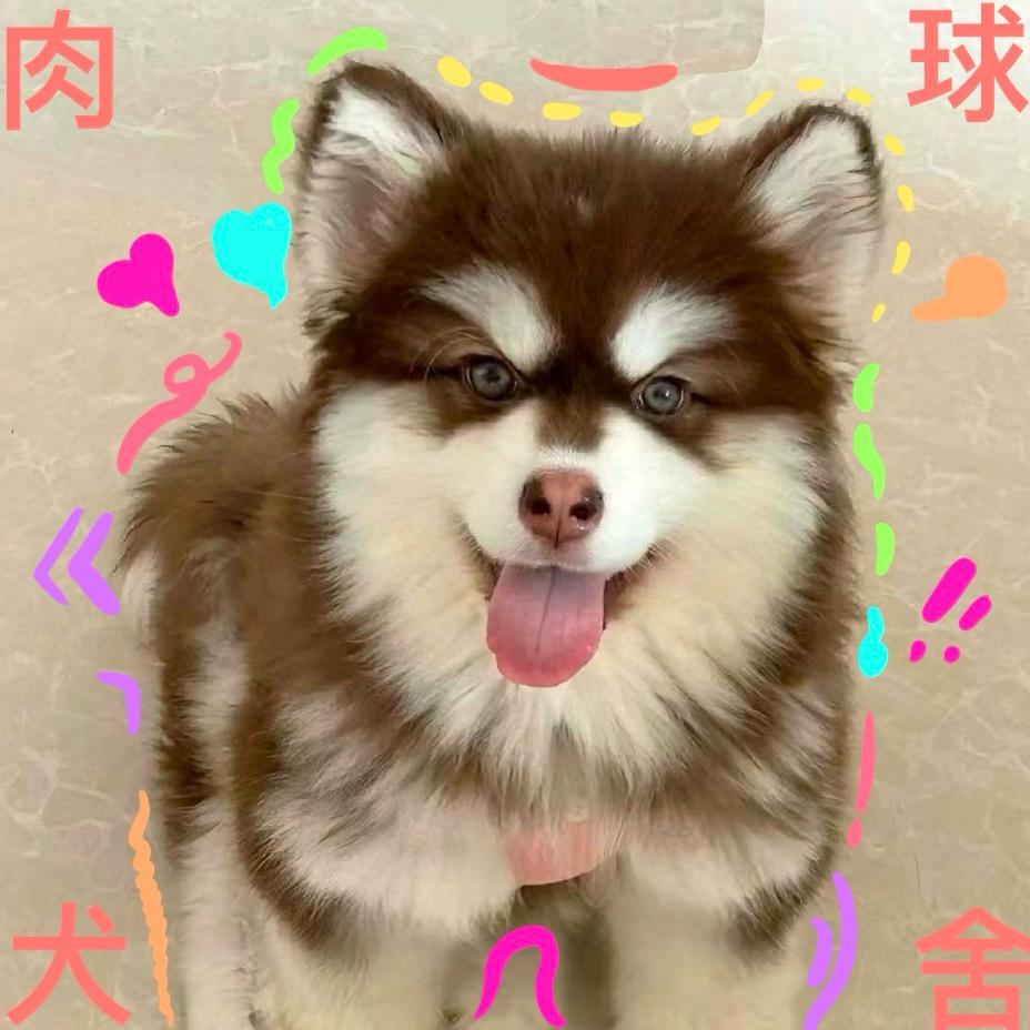 小肉肉的阿拉