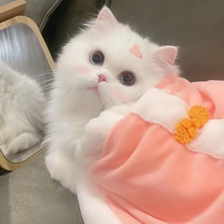 茶茶.