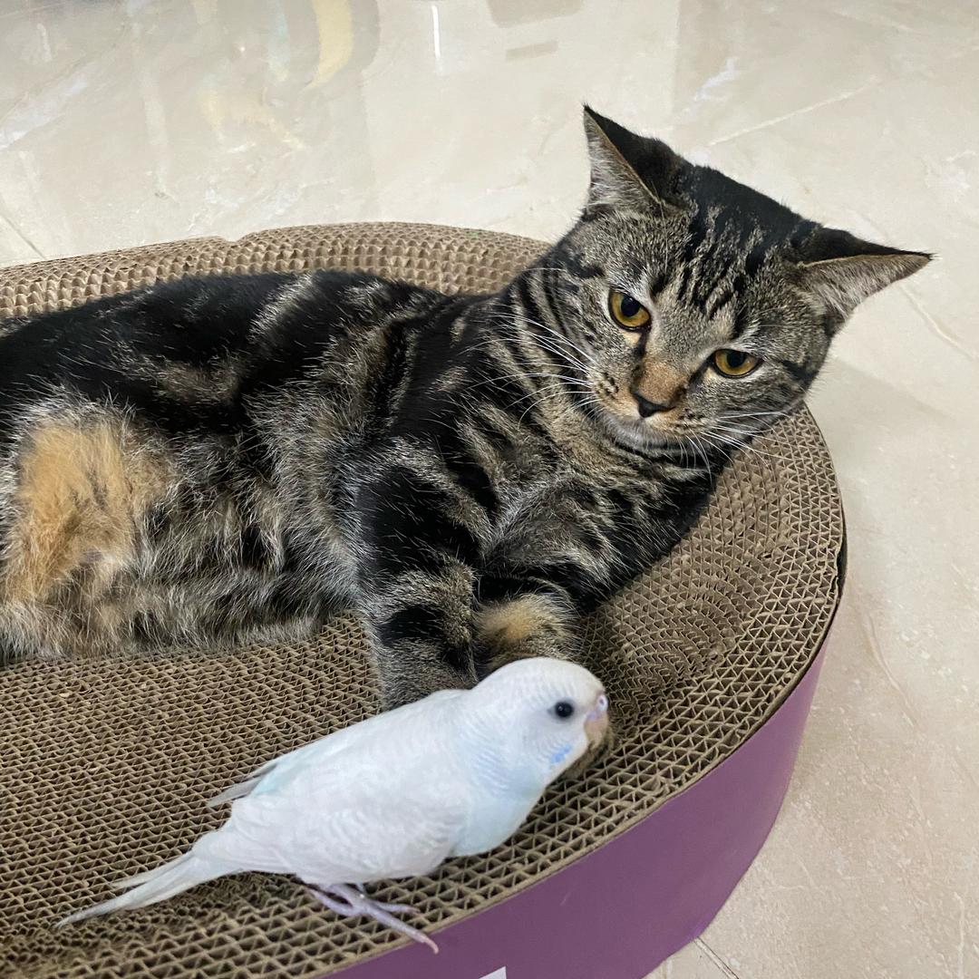 阿正养宠日常