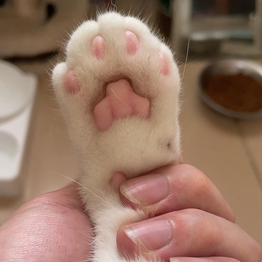 鱿鱼丝是一只小猫咪
