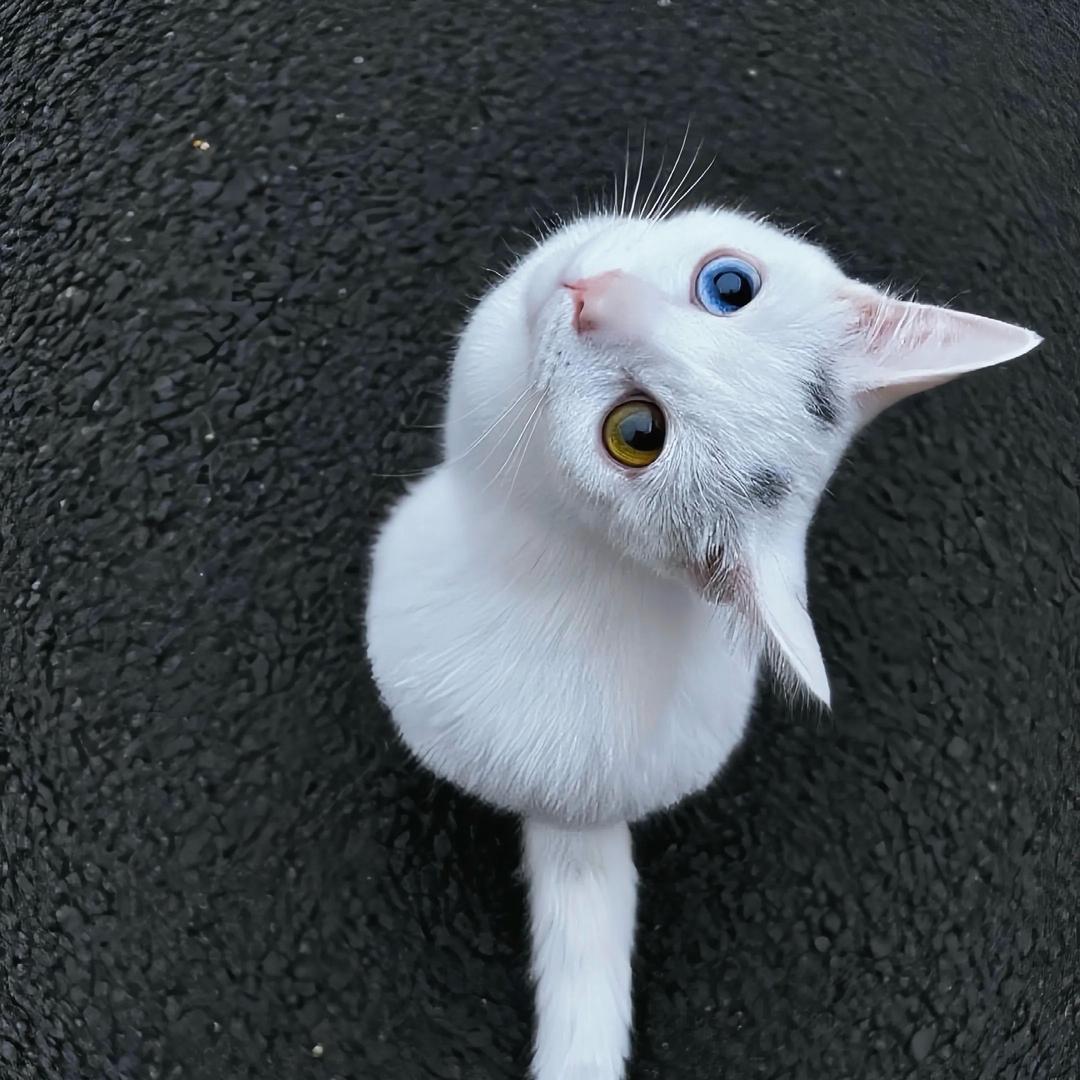 yoki