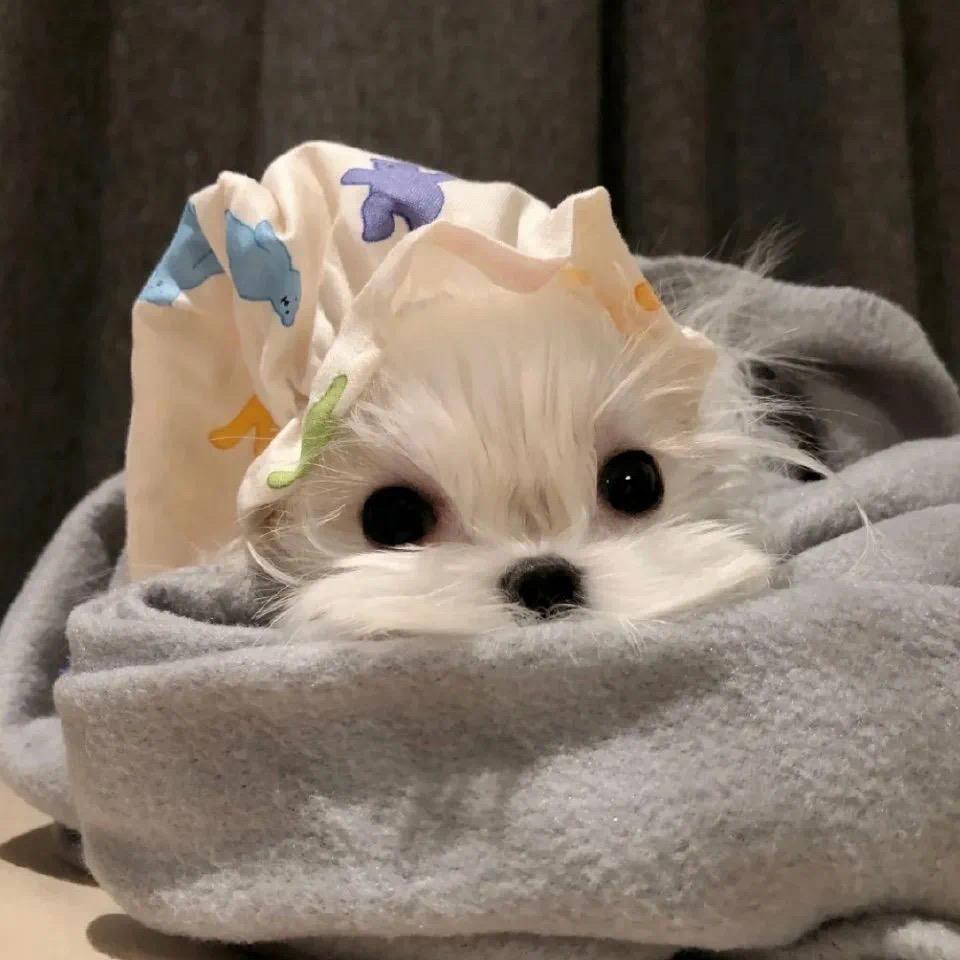 蓯茫