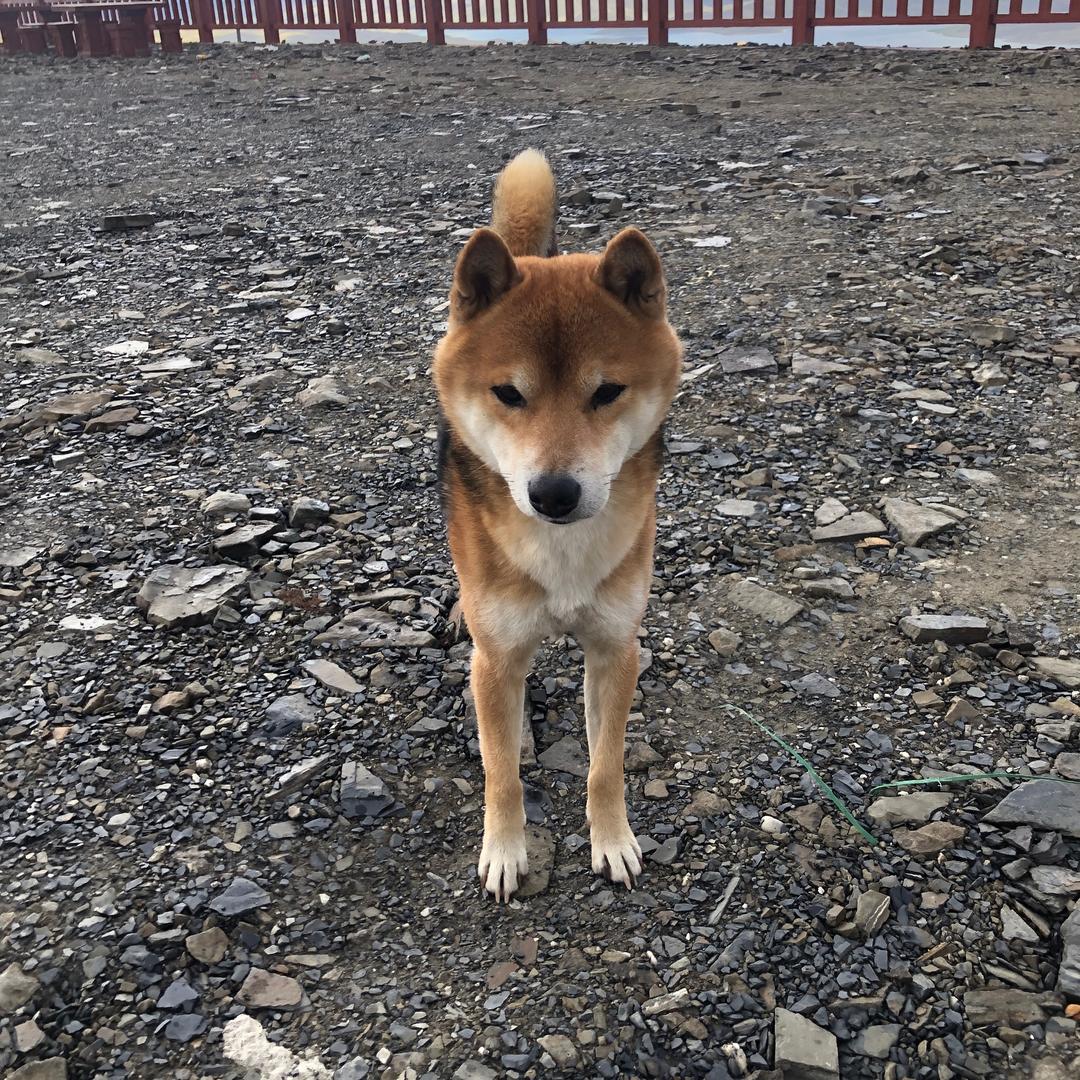 重金寻洛阳柴犬豆腐皮