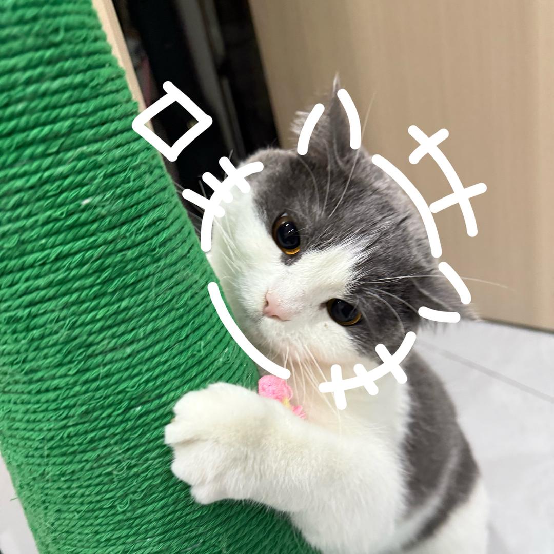 阿只只只